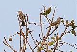 Suiriri Flycatcher